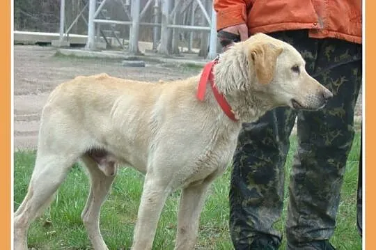 Labrador mix,pies ANIOŁ senior 8 lat,łagodny,zrówn