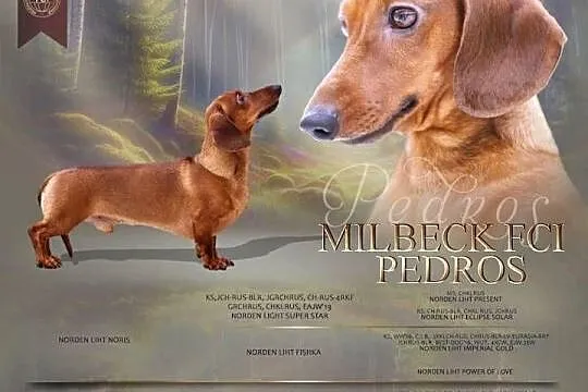 Jamnik Miniaturowy - piesek FCI, Wielkopolskie, Poznań