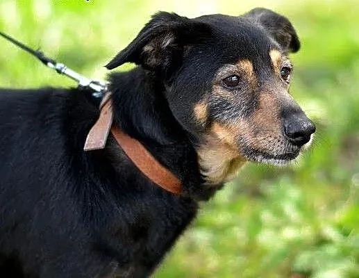 WILLKA-szuka ciepłej przystani, śląskie Sosnowiec
