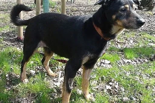 WILLKA-szuka ciepłej przystani,  śląskie Sosnowiec