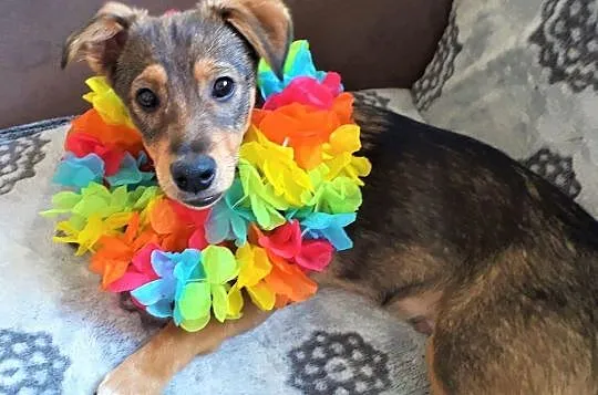 Dropiś - 4,5 miesięczny, śliczny szczeniak do adopcji
