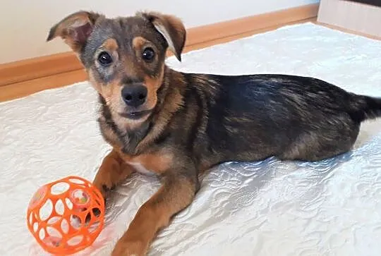 Dropiś - 4,5 miesięczny, śliczny szczeniak do adopcji, Mazowieckie, Warszawa