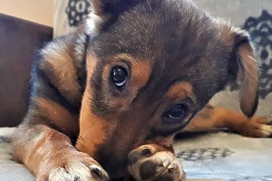 Dropiś - 4,5 miesięczny, śliczny szczeniak do adopcji, Mazowieckie, Warszawa