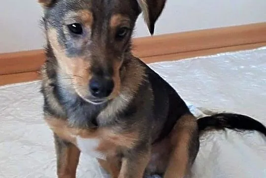 Dropiś - 4,5 miesięczny, śliczny szczeniak do adopcji, Mazowieckie, Warszawa