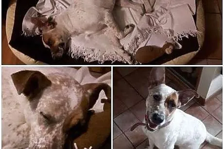Luna młoda kochająca ludzi dzieci sunia szuka dobr