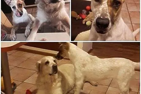 Luna młoda kochająca ludzi dzieci sunia szuka dobr