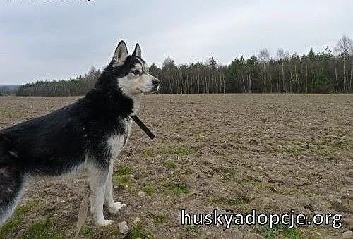 ARES- miły i przyjazny pies husky do adopcji, dol