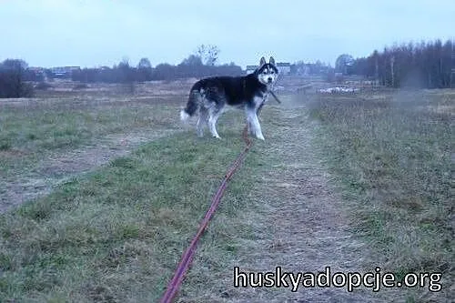 ARES- miły i przyjazny pies husky do adopcji,  dol
