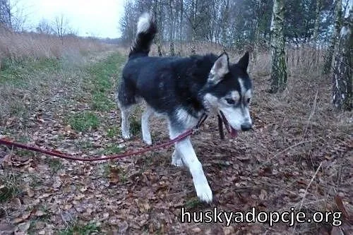 ARES- miły i przyjazny pies husky do adopcji,  dol