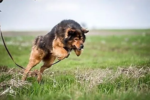 BROOKLYN - najcudowniejszy na świecie pies! ,  lub