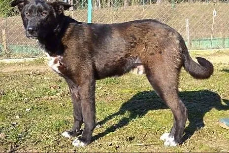 Sonik - młodziutki psiak odkrywa życie na nowo :),  warmińsko-mazurskie Olsztyn