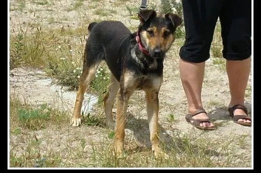 Młody,energiczny,czujny,owczarkowaty,pies BANDZIO ADOPCJA,  małopolskie Tarnów