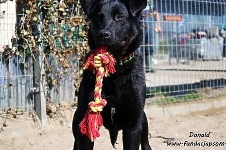 Donald - młody w typie labradora ,  mazowieckie No