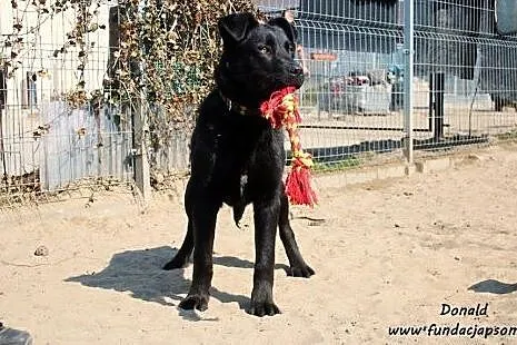 Donald - młody w typie labradora ,  mazowieckie No