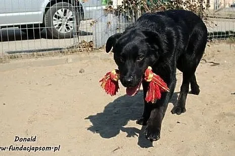 Donald - młody w typie labradora ,  mazowieckie No