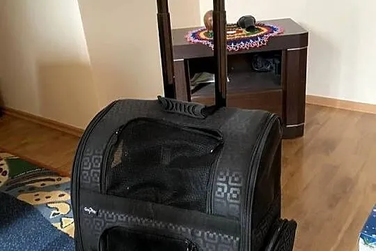 Plecka dla kota psa zwierzaka transportowy transporter