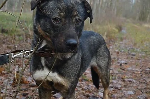 Cudowna BERTA BARDZO PILNIE poszukuje domu!!!,  łó