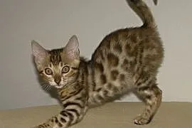 Kot bengalski - mały lampart,  wielkopolskie Konin, Konin