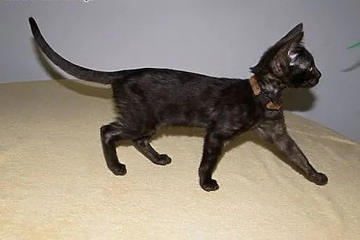 Kot bengalski - mały lampart,  wielkopolskie Konin