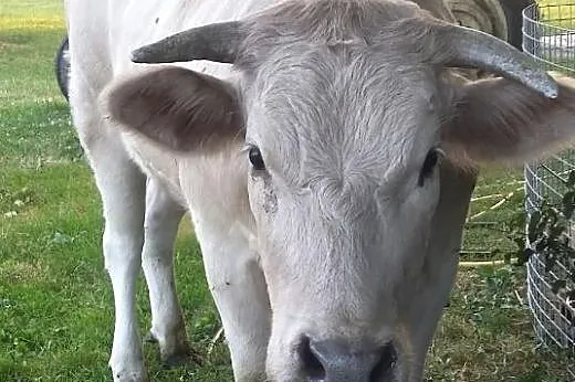 Uratujmy życie Bronkowi!,  lubelskie Lublin