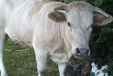 Uratujmy życie Bronkowi!,  lubelskie Lublin