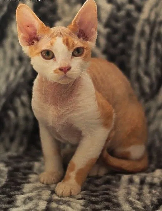 RODOWODOWY KOCUREK DEVON REX, łódzkie Konstantynó