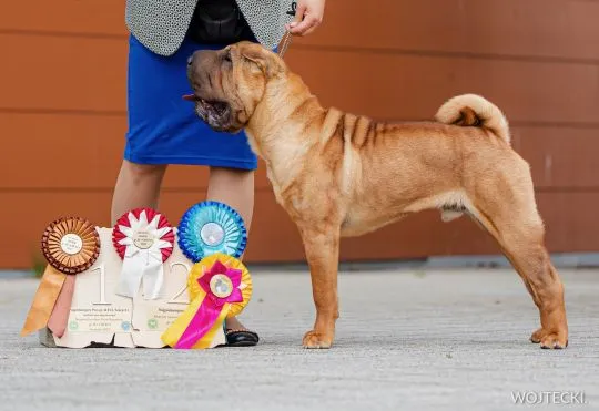 Zapraszamy do rezerwacji szczeniąt rasy shar pei z hodowli Red Folds po utytłlowanych rodzicach., , Rębiechowo