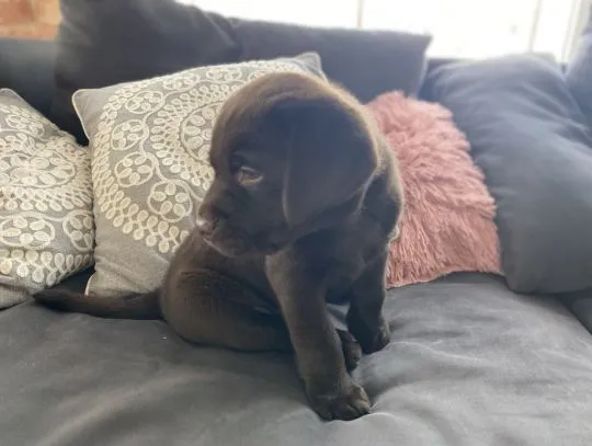 Labrador Retriever szczenieta czekoladowe, szczeniaki, , Zielona Góra