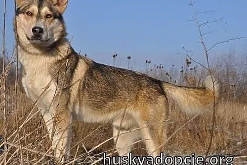 NORRIS- młody, energiczny pies husky do adopcji,  