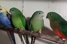 Papugi barabandy