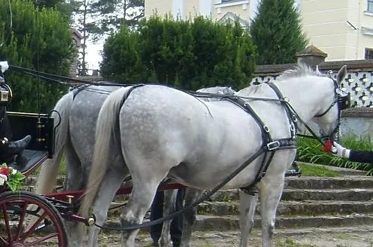 Piękna para SIWYCH KONI Delano i Kuba