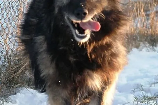 Welwet - piękny, miły, puchaty, wesoly, spokojny, przyjazny, adopcja