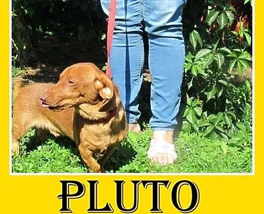Jamnik mix,młody,roczny,wesoły,łagodny pies PLUTO.