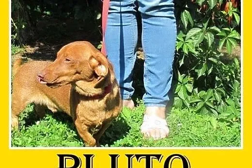 Jamnik mix,młody,roczny,wesoły,łagodny pies PLUTO.