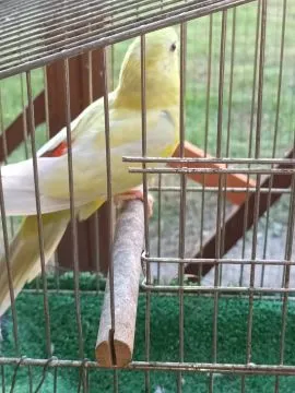 Sprzedam papugi nimfy Do ręcznego karmienia oraz inne papugi, , Gołuchów 