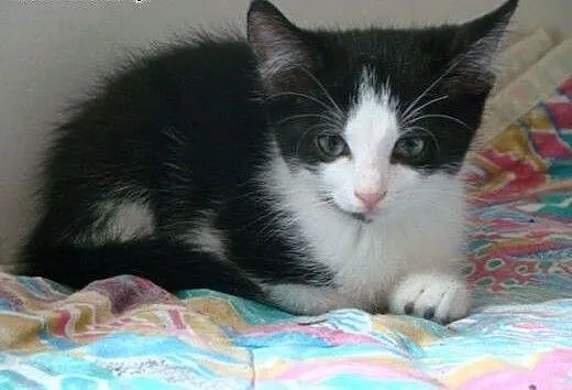 Mała, śliczna kotka do adopcji :), mazowieckie Wa