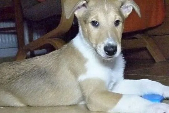 Collie krótkowłosa, , Studnice