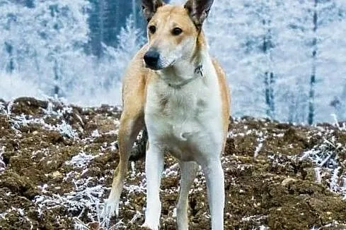 Collie krótkowłosa, , Studnice