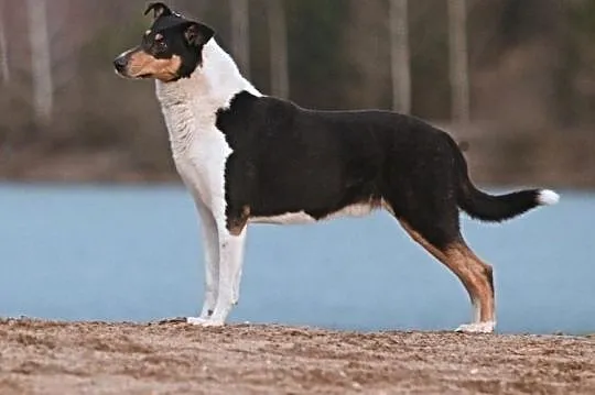 Collie krótkowłosa, , Studnice