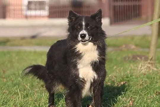 OBI jest wspaniałym psiakiem i chce zostać Twoim adopciakiem :), Mazowieckie, Warszawa