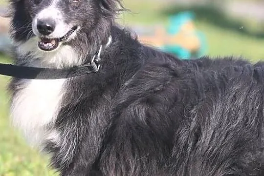 OBI jest wspaniałym psiakiem i chce zostać Twoim adopciakiem :), Mazowieckie, Warszawa