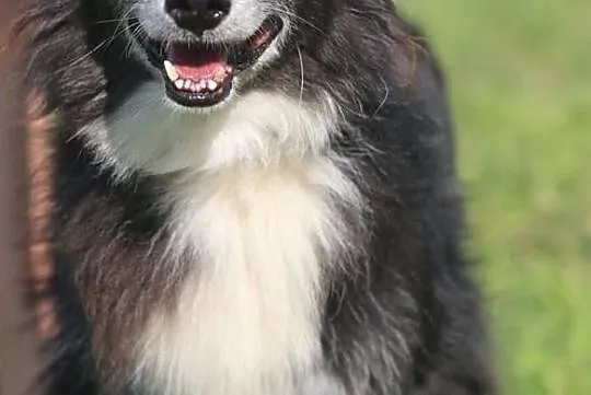 OBI jest wspaniałym psiakiem i chce zostać Twoim adopciakiem :), Mazowieckie, Warszawa
