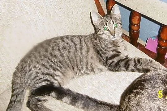 Słodki koci dwupak - Czaruś i Szara