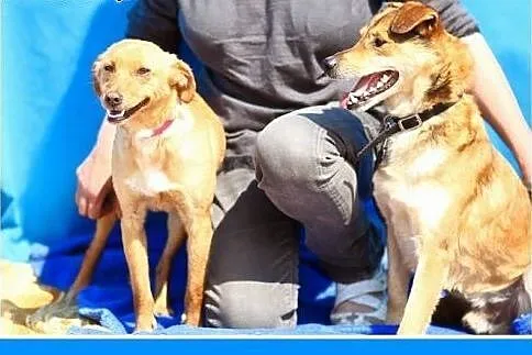 9 kg,filigranowa,nakolankowa,łagodna suczka RUDA.Adopcja,  mazowieckie Warszawa