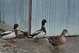 Kaczki Staropolskie kilka sztuk