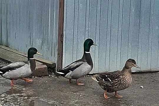 Kaczki Staropolskie kilka sztuk