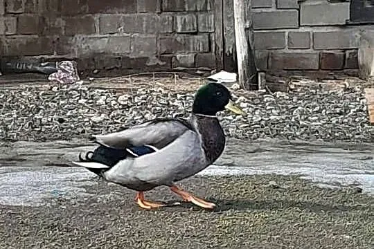 Kaczki Staropolskie kilka sztuk, Lubelskie, Izbica