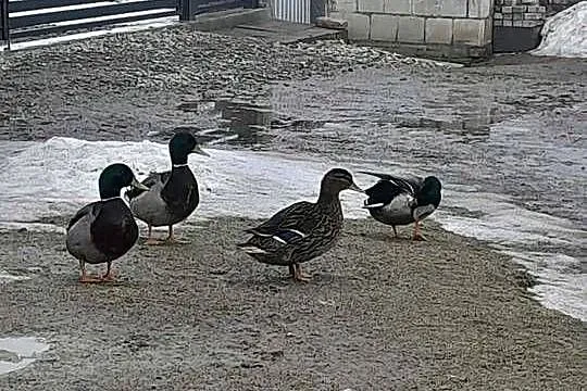Kaczki Staropolskie kilka sztuk, Lubelskie, Izbica