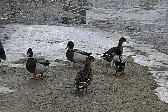 Kaczki Staropolskie kilka sztuk, Lubelskie, Izbica