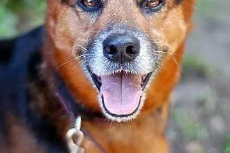 niewielkich rozmiarów Timo do adopcji,  mazowieckie Warszawa